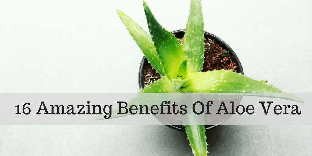 16 Amazing Benefits of Aloe Vera